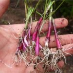Cómo se puede cultivar cebollas rojas en casa de forma sencilla