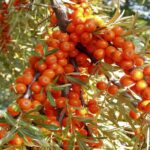 Cómo se puede cultivar espino amarillo en casa de forma exitosa