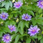 Cómo se puede cultivar la planta de Maypop en el jardín