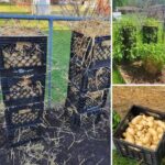 Cómo se puede cultivar papas en un montón de compost