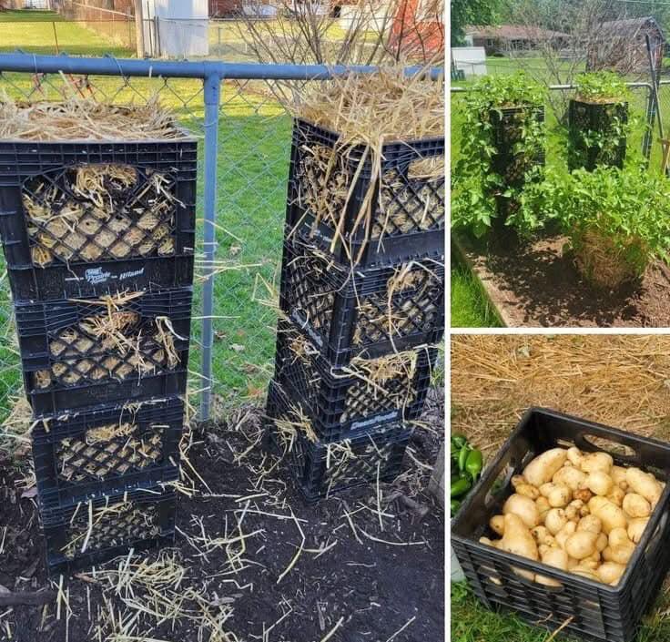 Cómo se puede cultivar papas en un montón de compost