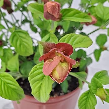 Cómo se puede cultivar plantas de camarones en México