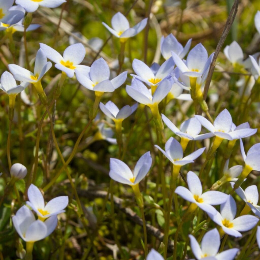 Cómo se puede cultivar Quaker Lady Bluets en un jardín