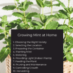 Cómo se puede cultivar spearmint en casa de forma exitosa