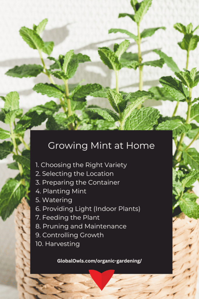 Cómo se puede cultivar spearmint en casa de forma exitosa