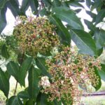 Cómo se puede cultivar un Bee Bee Tree de forma exitosa