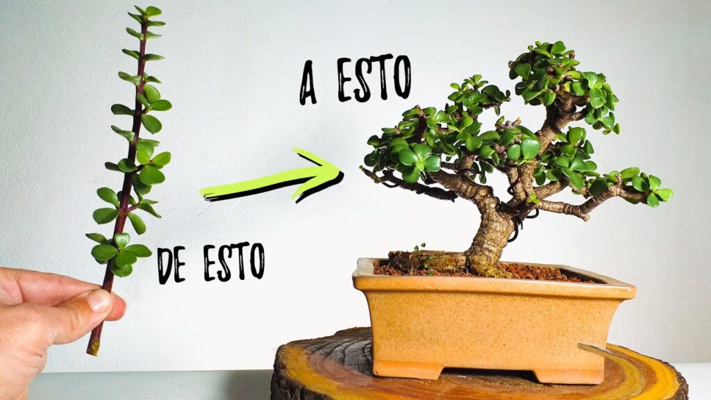 Cómo se puede cultivar un bonsái de patata en casa