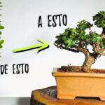 Cómo se puede cultivar un bonsái de patata en casa