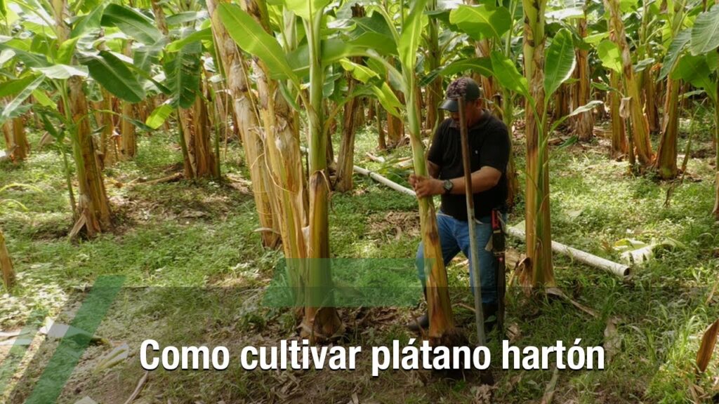 Cómo se puede cultivar vegetales en tallos de plátano