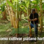 Cómo se puede cultivar vegetales en tallos de plátano