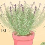 Cómo se puede dividir una planta de lavanda de manera adecuada