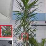 Cómo se puede dividir una Yucca para obtener varias plantas