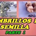 Cómo se puede germinar semillas de membrillo de forma efectiva
