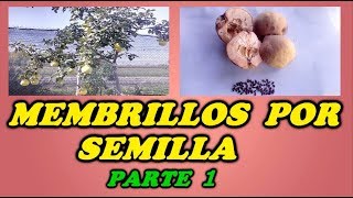 Cómo se puede germinar semillas de membrillo de forma efectiva