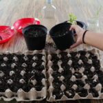 Cómo se puede germinar semillas utilizando cartones de huevos