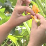 Cómo se puede hacer polinización manual en calabazas