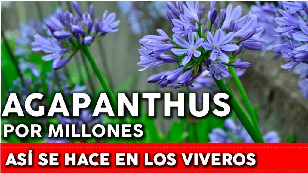 Cómo se puede propagar el Agapanthus utilizando semillas