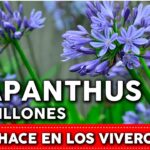 Cómo se puede propagar el Agapanthus utilizando semillas