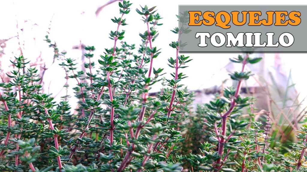 Cómo se puede propagar el tomillo de forma sencilla en casa