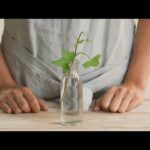 Cómo se puede propagar la Clematis a través de esquejes