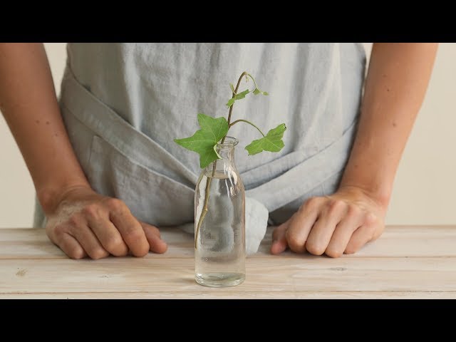 Cómo se puede propagar la Clematis a través de esquejes