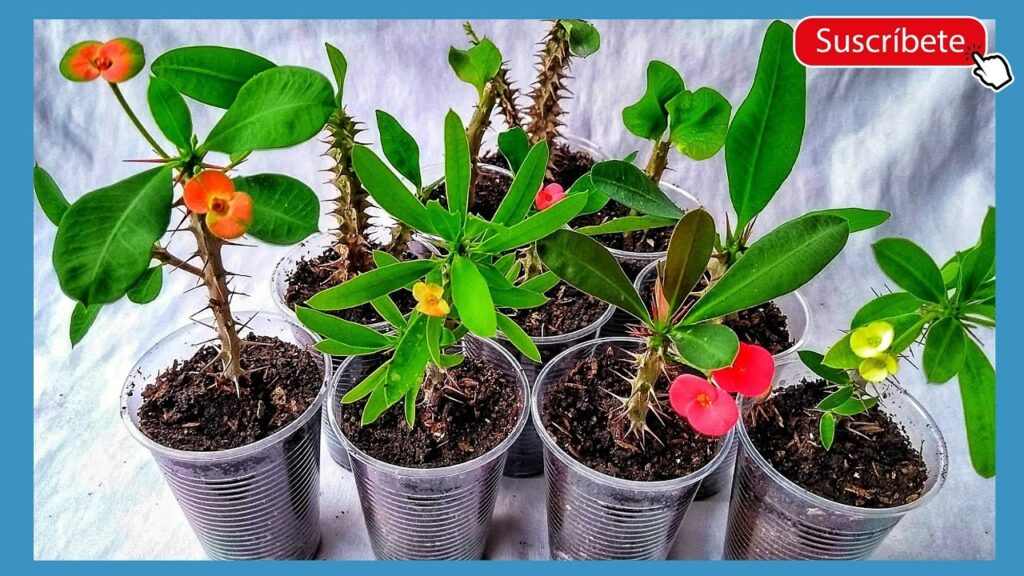 Cómo se puede propagar la Corona de Cristo de manera efectiva