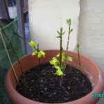 Cómo se puede propagar la forsythia a través de esquejes