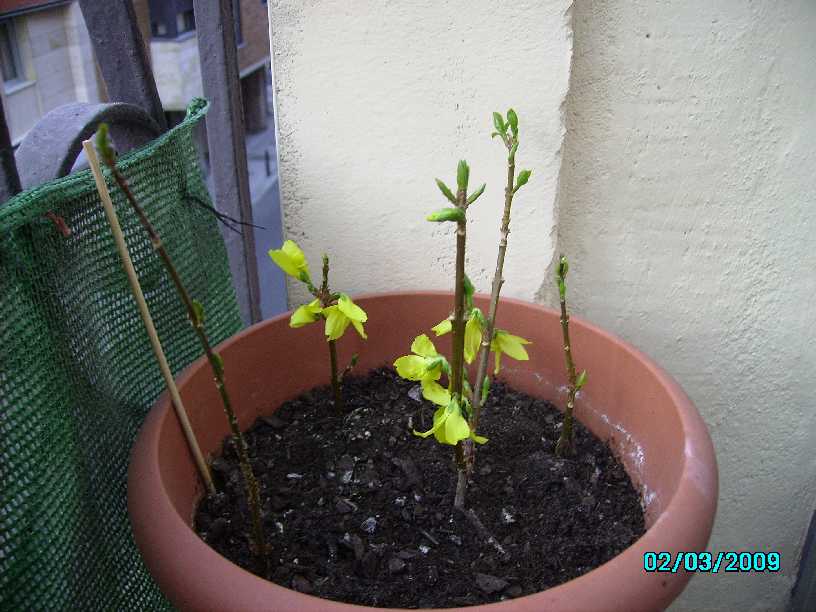 Cómo se puede propagar la forsythia a través de esquejes