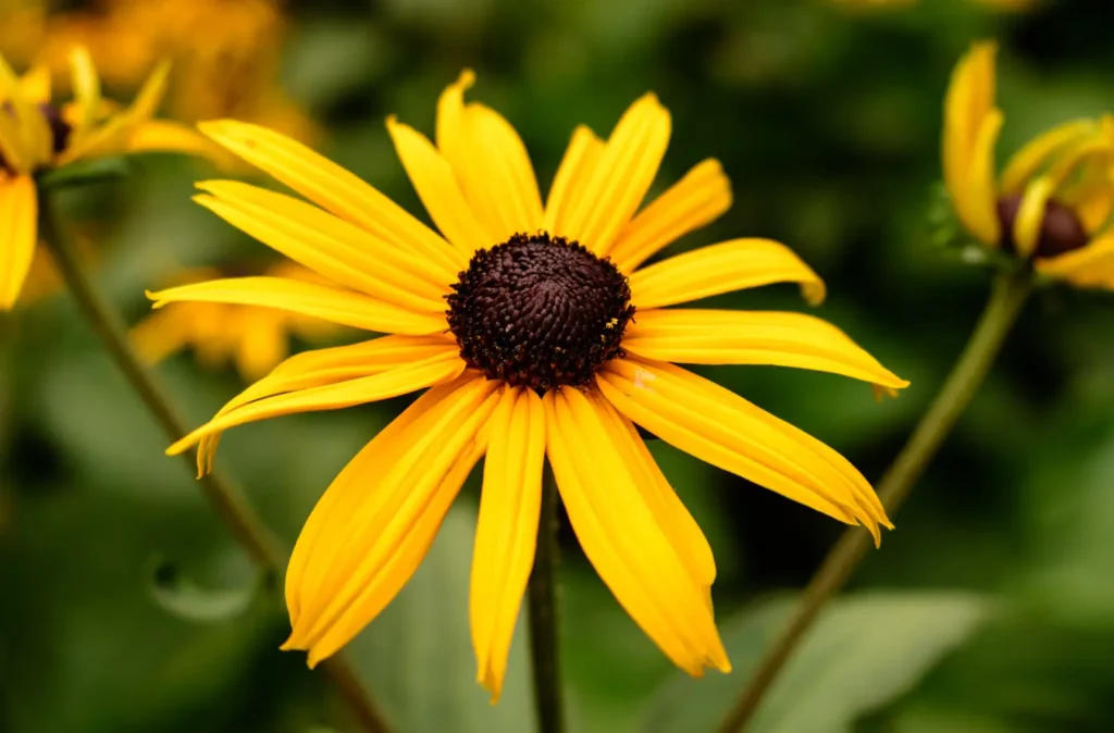 Cómo se puede propagar la planta Black-Eyed Susan de forma efectiva