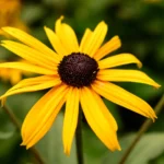 Cómo se puede propagar la planta Black-Eyed Susan de forma efectiva