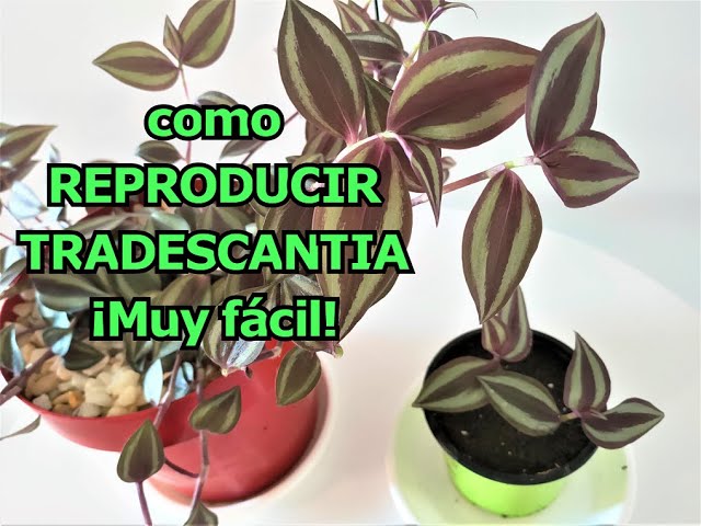 Cómo se puede propagar la Tradescantia Zebrina