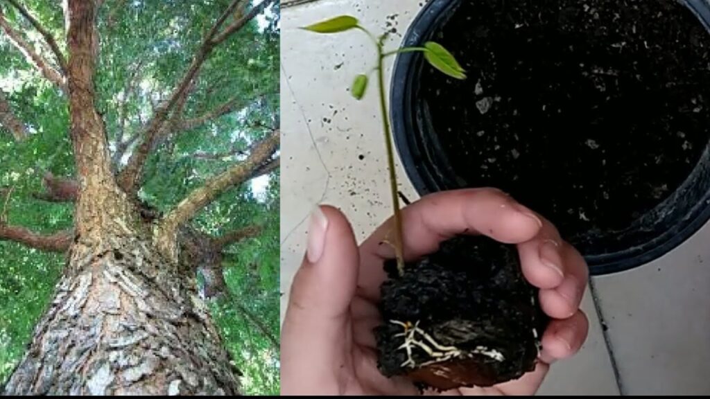 Cómo se puede propagar las semillas de caoba de forma eficaz