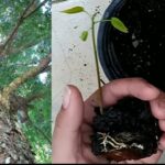 Cómo se puede propagar las semillas de caoba de forma eficaz
