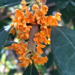 Cómo se puede propagar Osmanthus fragrans a través de esquejes
