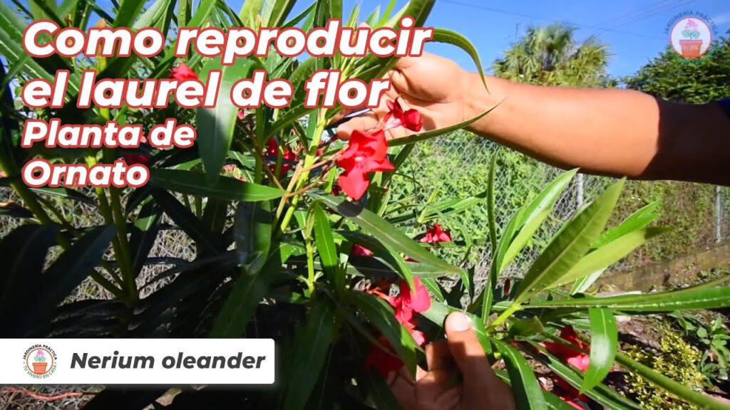 Cómo se puede propagar un árbol de laurel de forma efectiva