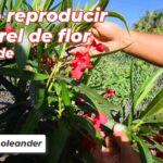 Cómo se puede propagar un árbol de laurel de forma efectiva