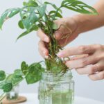 Cómo se puede propagar un filodendro en agua de manera efectiva