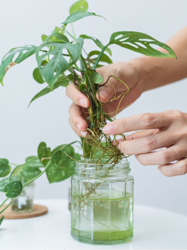 Cómo se puede propagar un filodendro en agua de manera efectiva