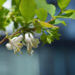 Cómo se puede proteger la madreselva invernal en el jardín