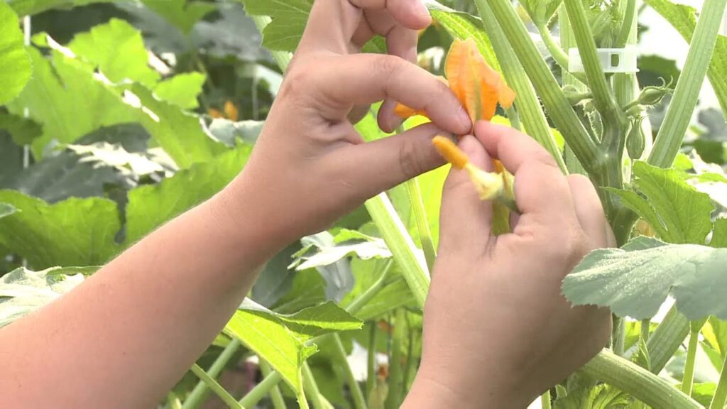 Cómo se puede realizar la autopolinización manual de calabazas