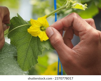 Cómo se puede realizar la polinización manual de melones