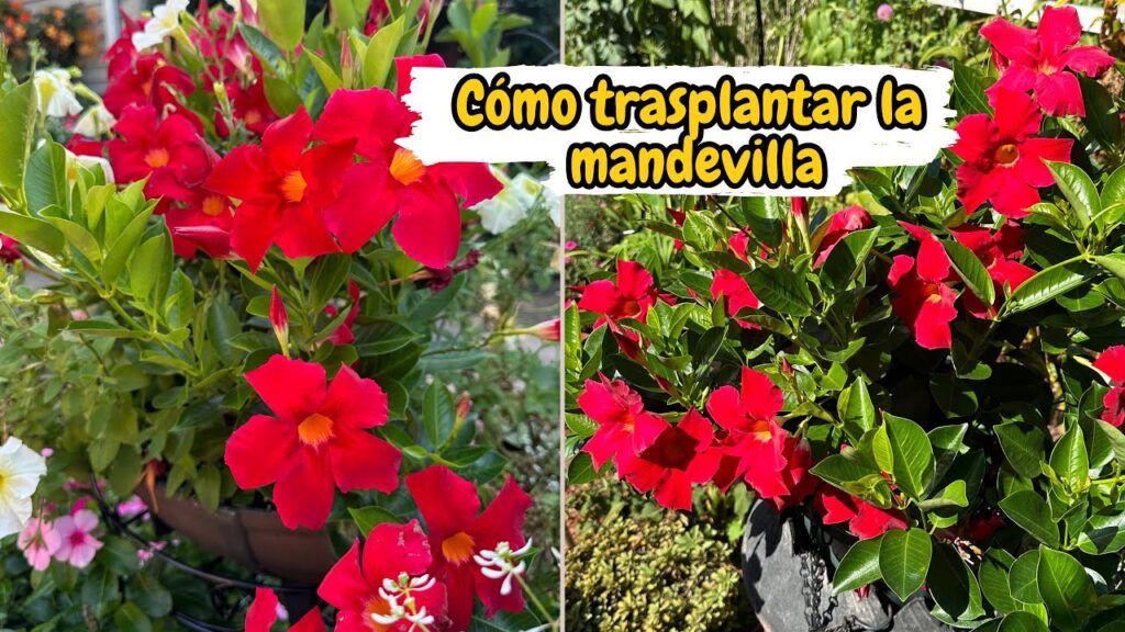 Cómo se puede trasplantar una Mandevilla de manera exitosa