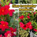 Cómo se puede trasplantar una Mandevilla de manera exitosa