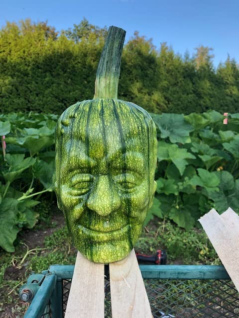 Cómo se pueden cultivar calabazas dentro de moldes