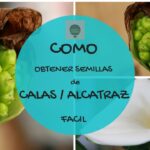Cómo se pueden cultivar calas a partir de semillas