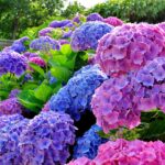 Cómo se pueden cultivar hortensias en la Zona 9 con éxito