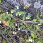Cómo se pueden cultivar y cuidar los arbustos de snowberry