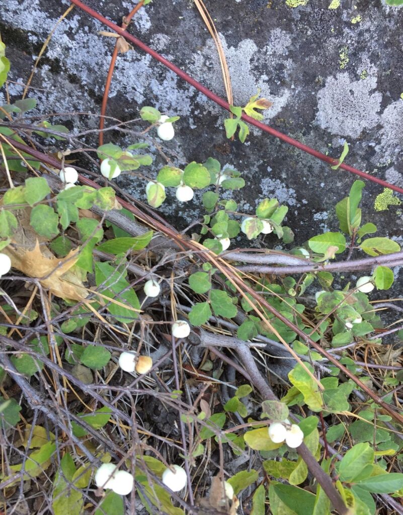 Cómo se pueden cultivar y cuidar los arbustos de snowberry