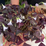 Cómo se pueden dividir las plantas de mariposa de forma adecuada