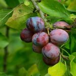 Cómo se pueden identificar enfermedades en los ciruelos